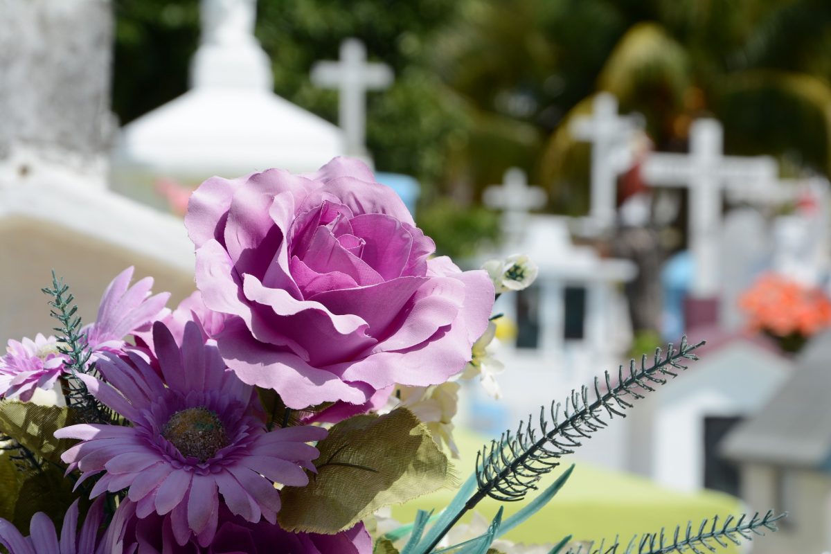 A pair of violet flowers with a graveyard backdrop